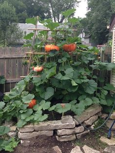 pumpkins are growing on the vine in an outdoor vegetable garden with stone walls and brick edging