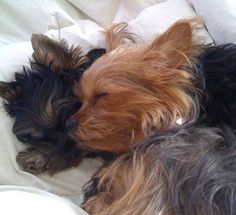 two small dogs are sleeping together on the bed