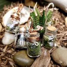 small glass jars filled with plants and rocks