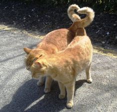 an orange cat standing on top of a sidewalk next to another cat with it's tail curled up