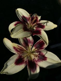 three white and red flowers are in the dark