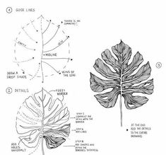 a drawing of a leaf and its parts