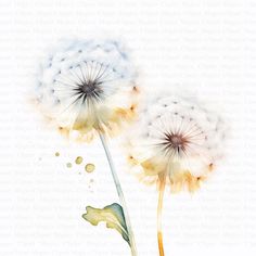 two dandelions blowing in the wind with watercolors on paper by artist susan grisby