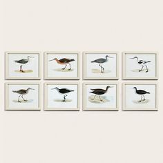 six framed pictures of birds on the wall