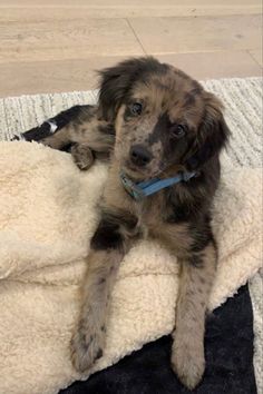 a brown and black dog laying on top of a blanket