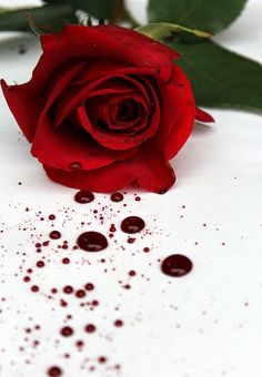 a single red rose sitting on top of a table next to a white background with the words, deadly deceit not what you expect