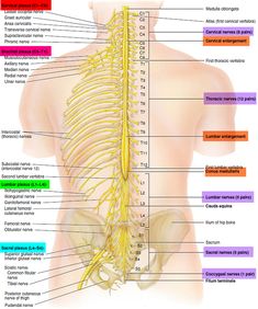 the human nervous system is shown in this diagram, with all its major functions highlighted