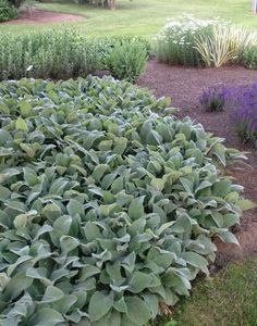 a garden with lots of green plants and purple flowers on the ground in front of it