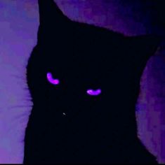 a black cat with glowing pink eyes in the dark