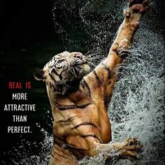 a tiger is in the water with its paws up