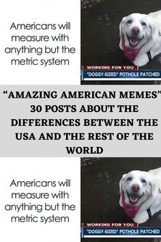 two pictures with the same caption in different languages, one has an image of a dog