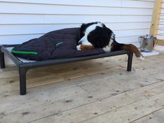 a black and white dog laying on top of a bed