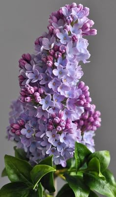 purple flowers are in a green vase on a table with greenery and a gray background