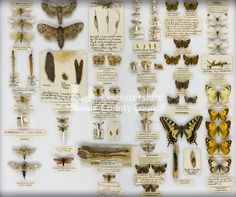 a collection of butterflies and moths on display