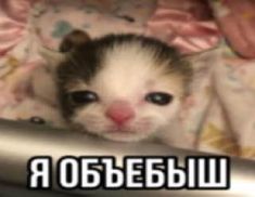 a small kitten sitting on top of a bed next to a metal pipe with the words russian written in it