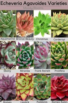 many different types of succulents with the names in each one's language