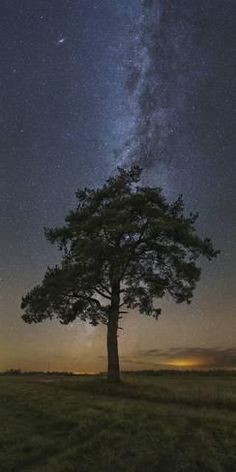 a lone tree in the middle of a grassy field under a night sky filled with stars