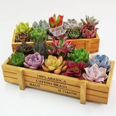 three wooden boxes filled with different types of succulents