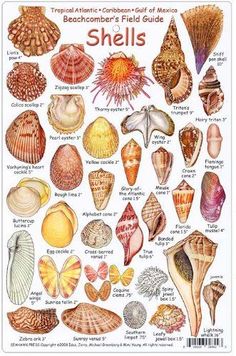 a poster with sea shells on it's sides and the names of all them