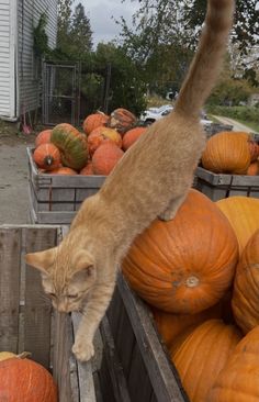 a cat climbing into a wooden crate filled with pumpkins