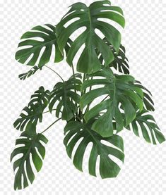 a green plant with large leaves on it