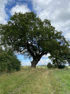 a large tree sitting in the middle of a lush green field under a blue sky