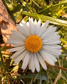 a white and yellow flower in the grass