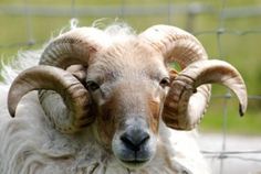 a ram with large horns standing in front of a wire fence