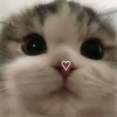 a close up of a cat's face with a heart in the middle of it