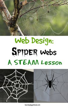 web design spider webbs a steam lesson