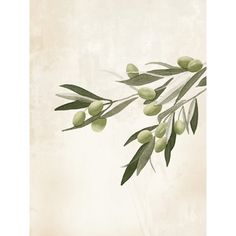 an olive branch with green leaves on a beige background