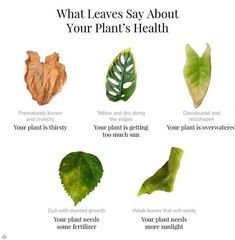 what leaves say about your plant's health