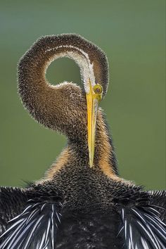 a close up of a bird with its wings spread out and it's eyes open