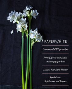 some white flowers are in a vase on a black background with the words paperwhite