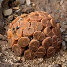 a close up of a plant on the ground with rocks and gravel in the background