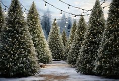 christmas trees are lined up in rows with lights strung from the top and below them