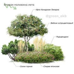 the different types of trees and shrubs are labeled in this diagram, which shows their names