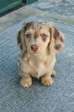 a small brown dog sitting on top of a blue rug next to a green door