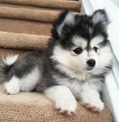 a small dog sitting on top of a set of stairs