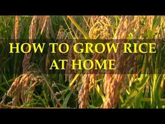 the words how to grow rice at home