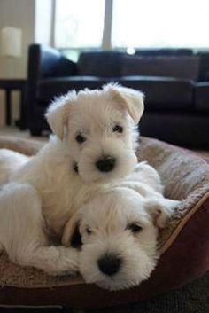 two small white dogs laying on top of a dog bed