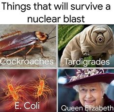 four pictures with different types of bugs and cockroaches, including queen elizabeth