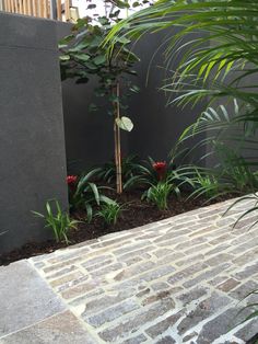 there is a small tree in the middle of some plants and bricks on the ground