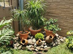 there are many potted plants in the garden on this small rock bed that is surrounded by grass and rocks