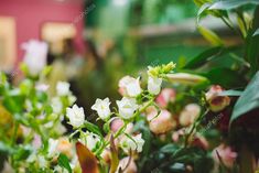 white and pink flowers in a garden setting