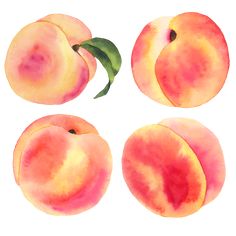 four peaches with green leaves on top and one in the middle, painted in watercolor