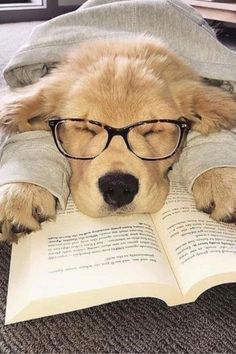 a dog wearing glasses is laying on the floor reading a book with his head resting on an open book