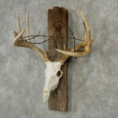 an animal's skull mounted on a wall with barbed wire around it and attached to a wooden pole