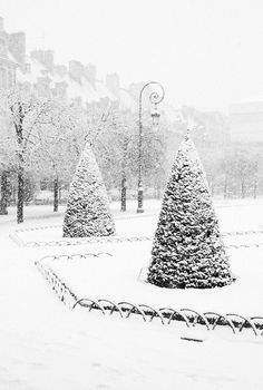 a couple of trees that are in the snow