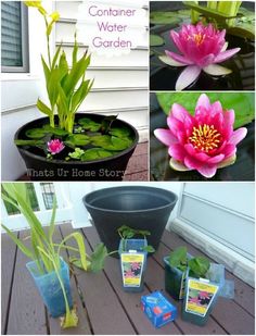 several pictures of flowers and plants in pots on the ground, including water lilies